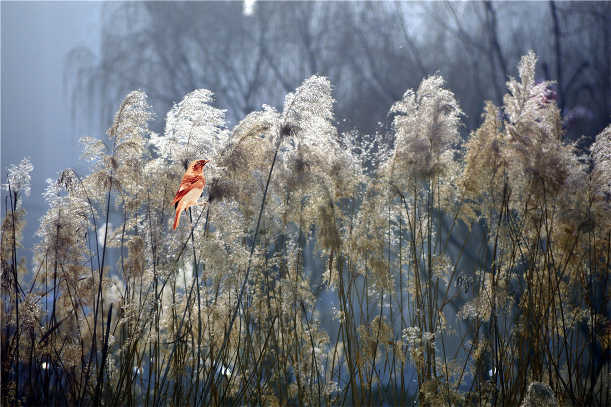 《蘆葦晚風(fēng)》田愛軍